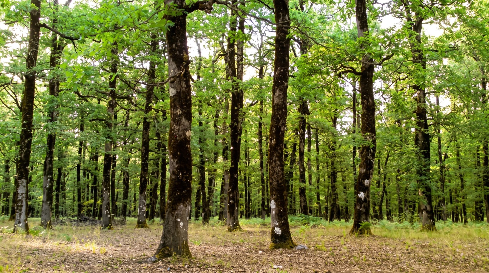 Foloi Oak Forest