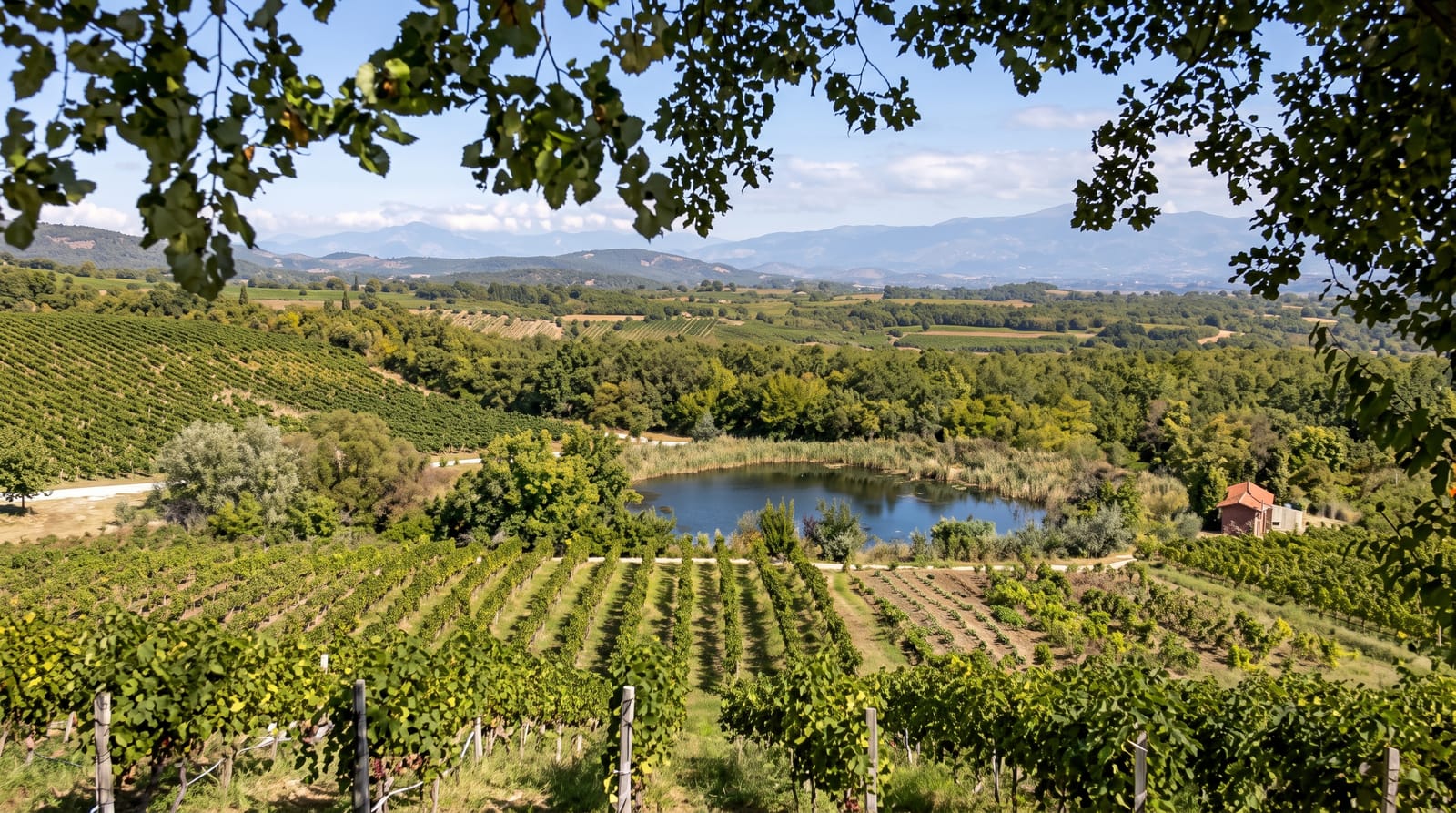 Naoussa Wine Region
