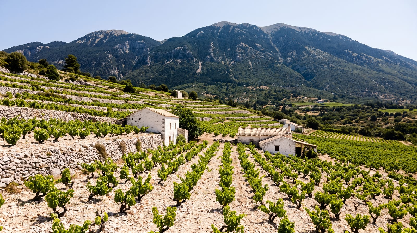 Robola Wine
