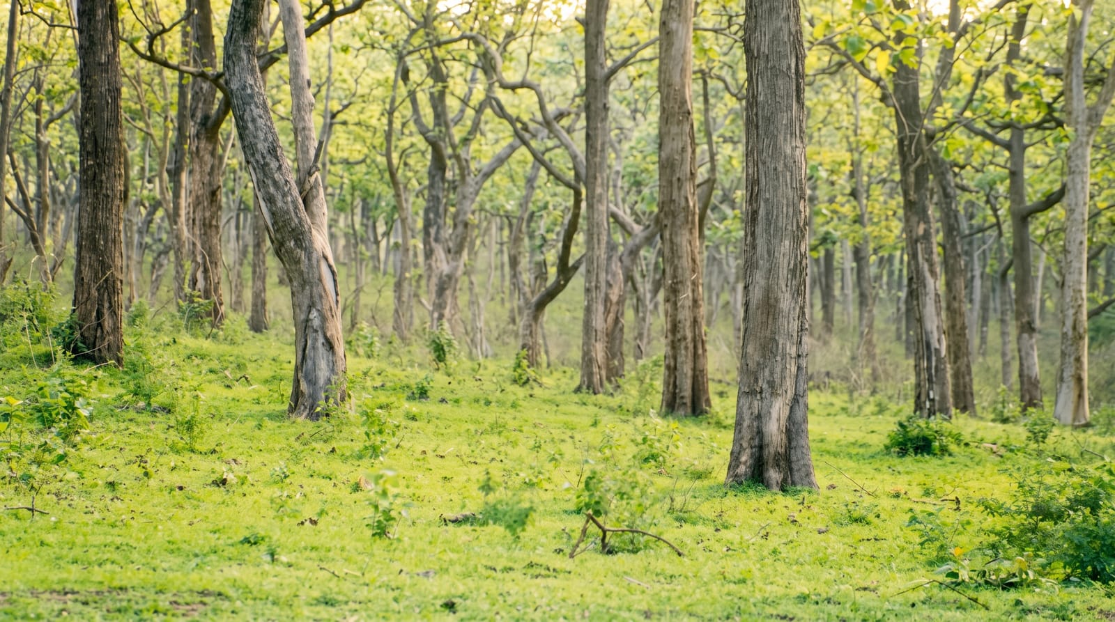 Bandipur National Park