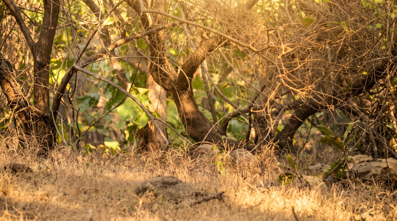 Gir National Park