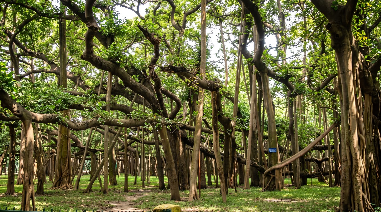 The Great Banyan at Howrah