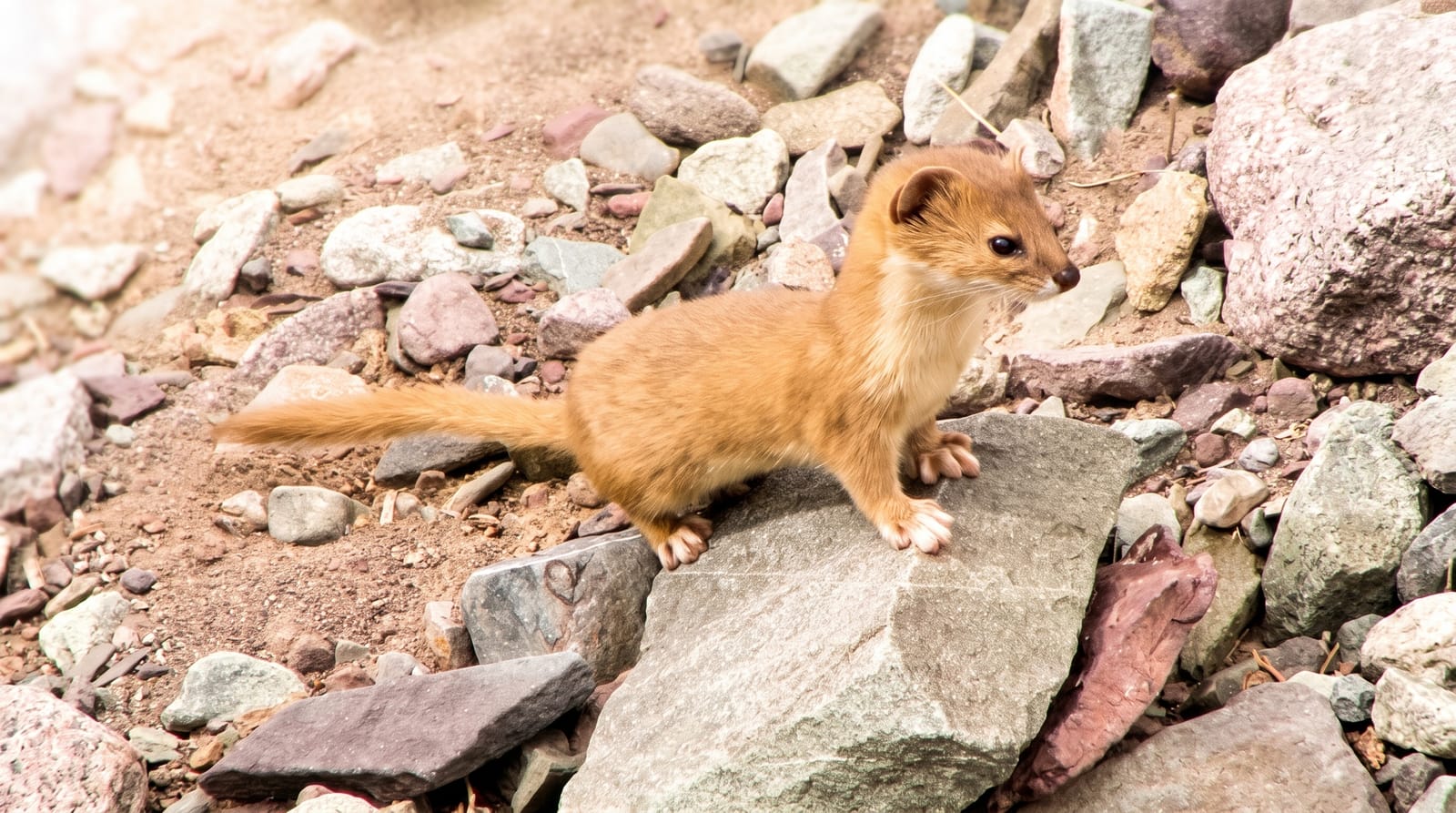 Hemis National Park