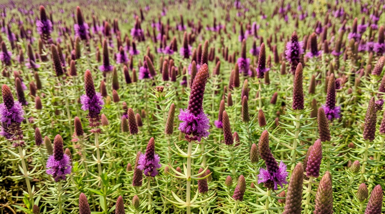 Kaas Plateau