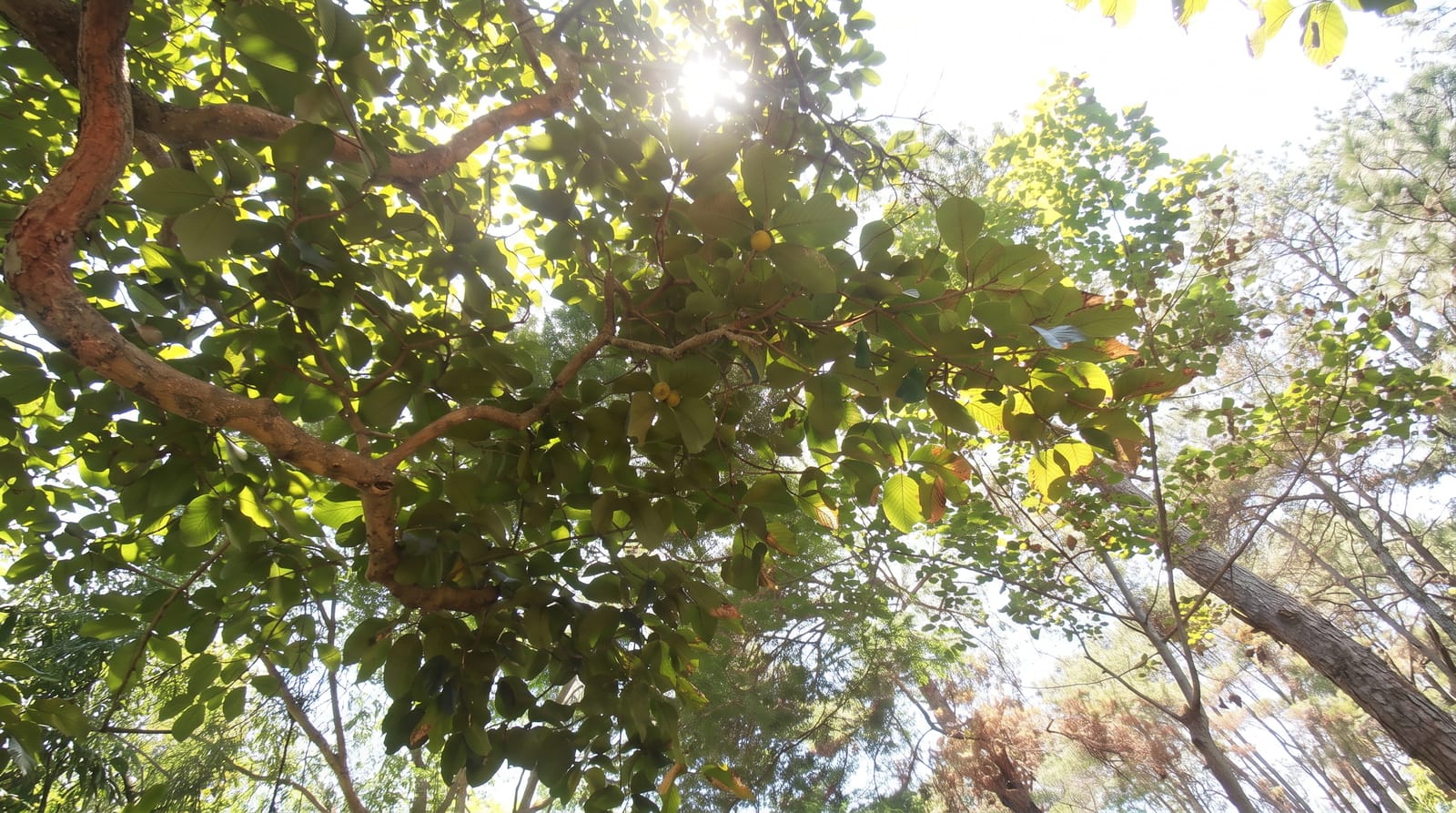 Keibul Lamjao National Park