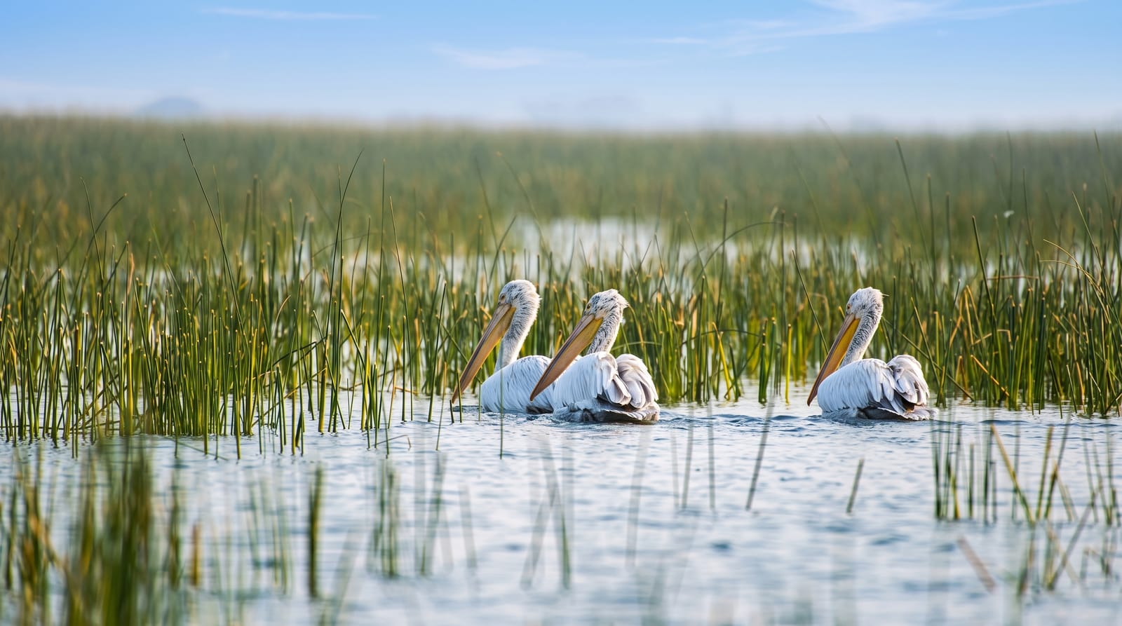 Nalsarovar Bird Sanctuary