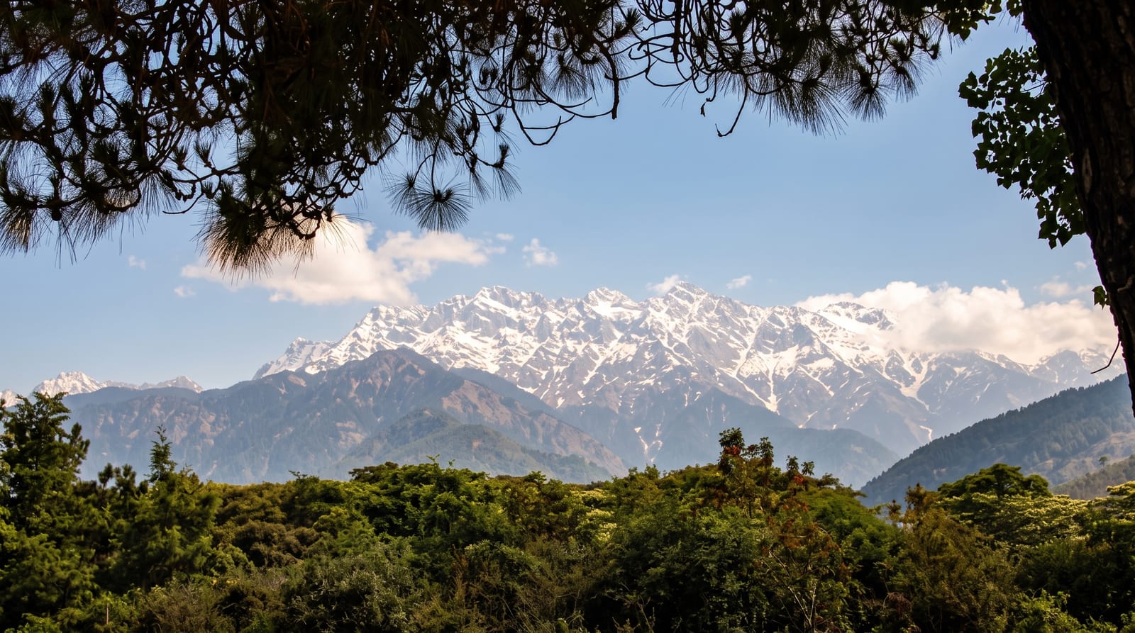 Palampur Tea Gardens