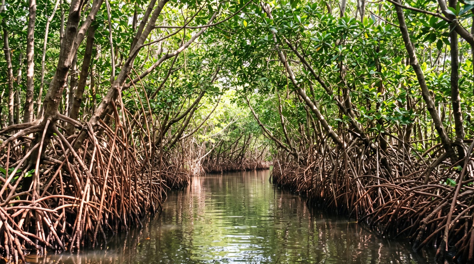 Pichavaram Mangroves