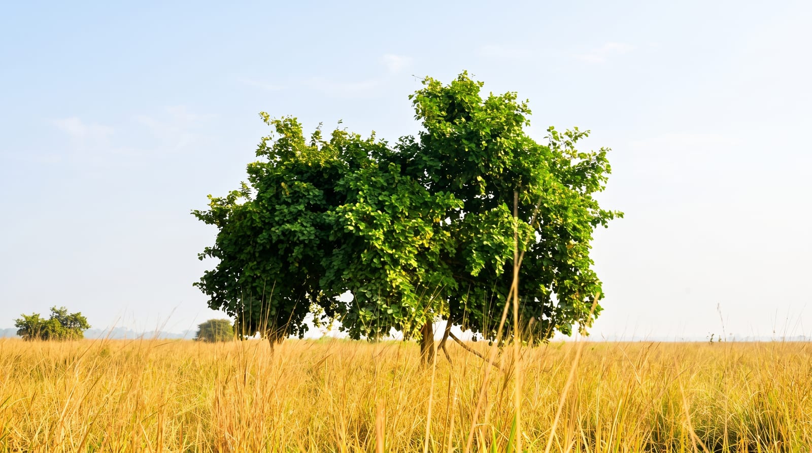 Pobitora Wildlife Sanctuary