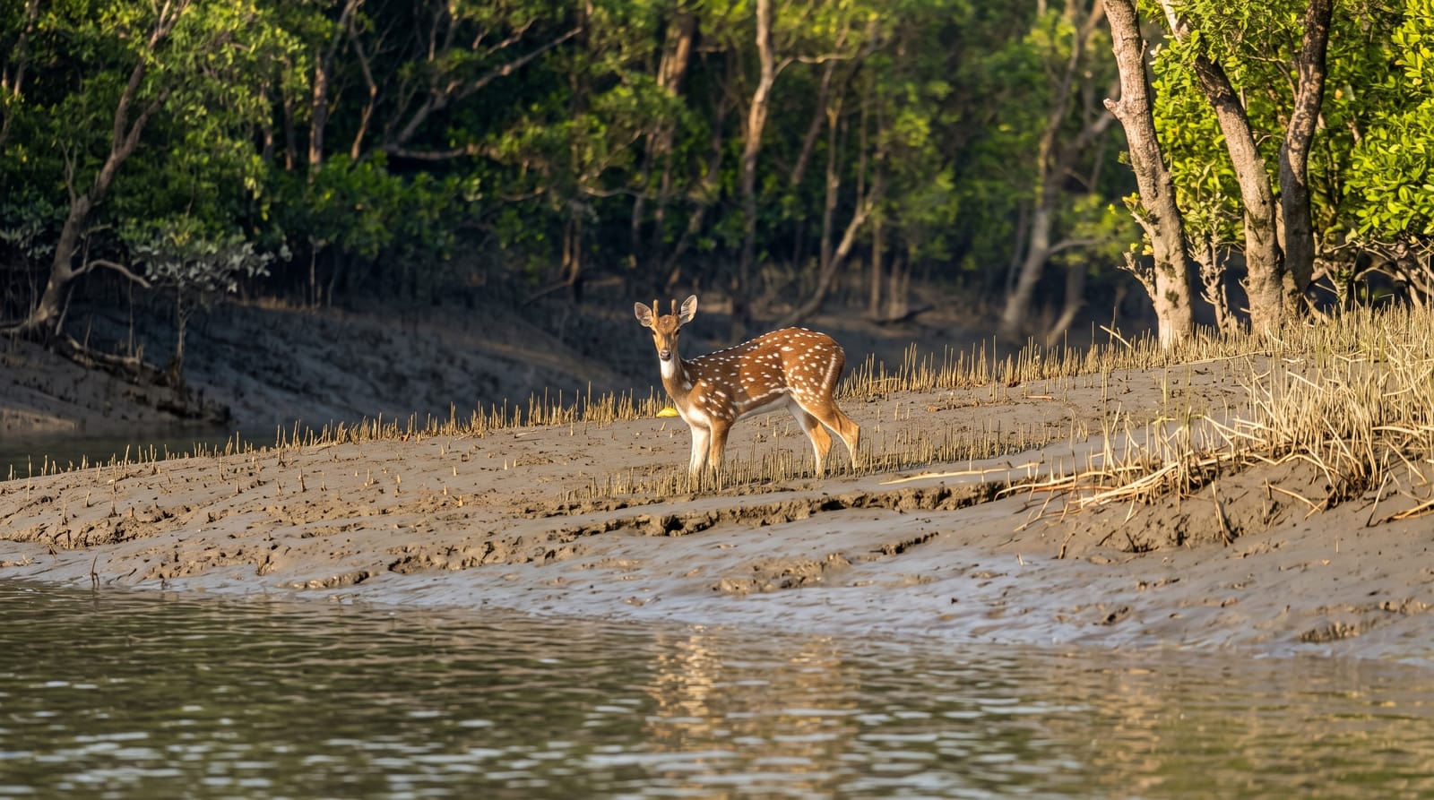Sundarbans National Park