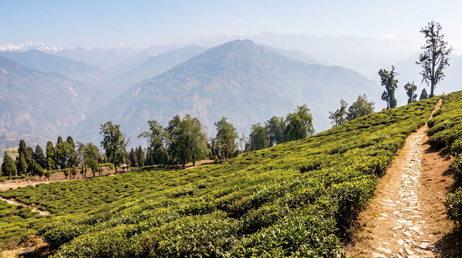 Temi Tea Garden