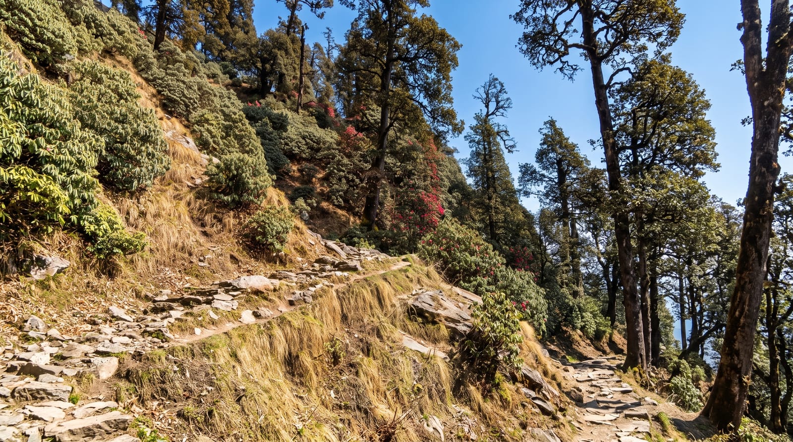 Triund Trek