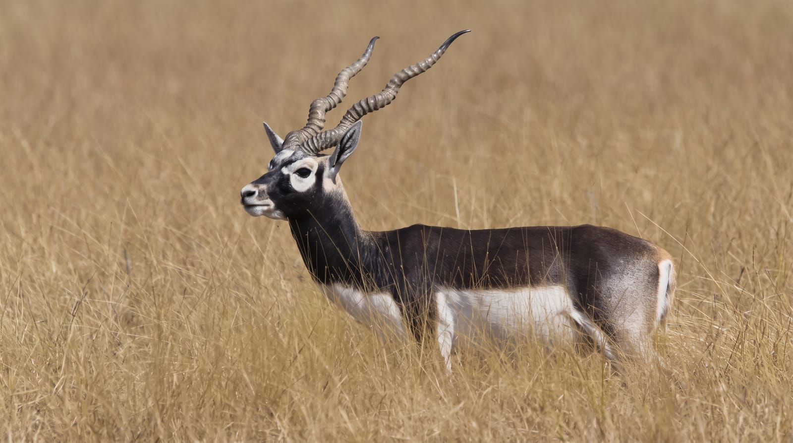 Velavadar Blackbuck National Park