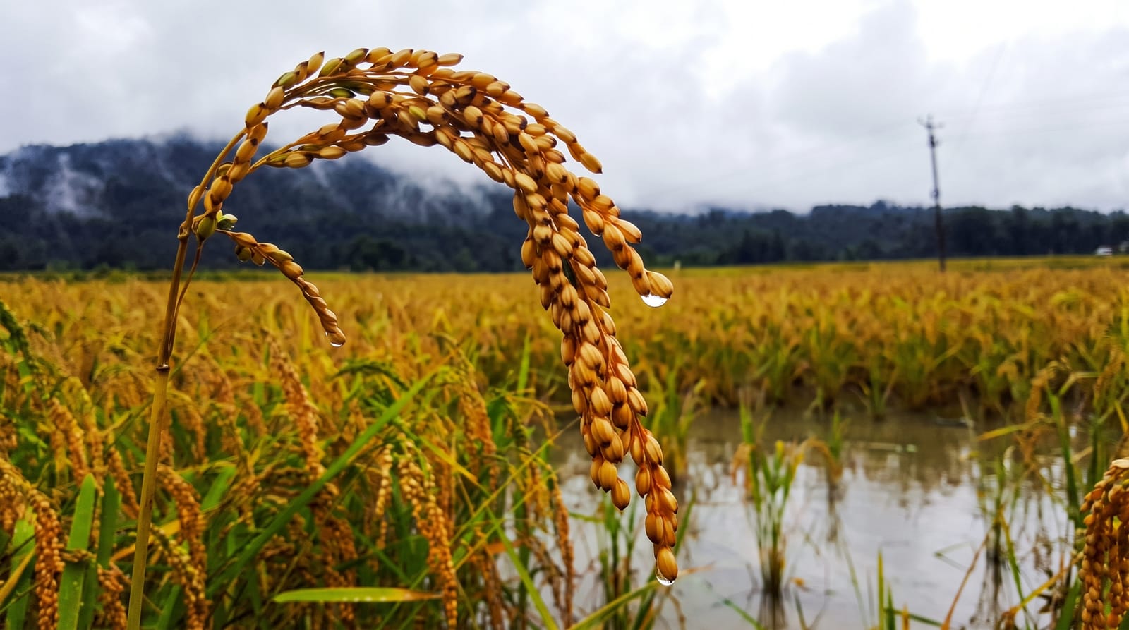 Ziro Valley