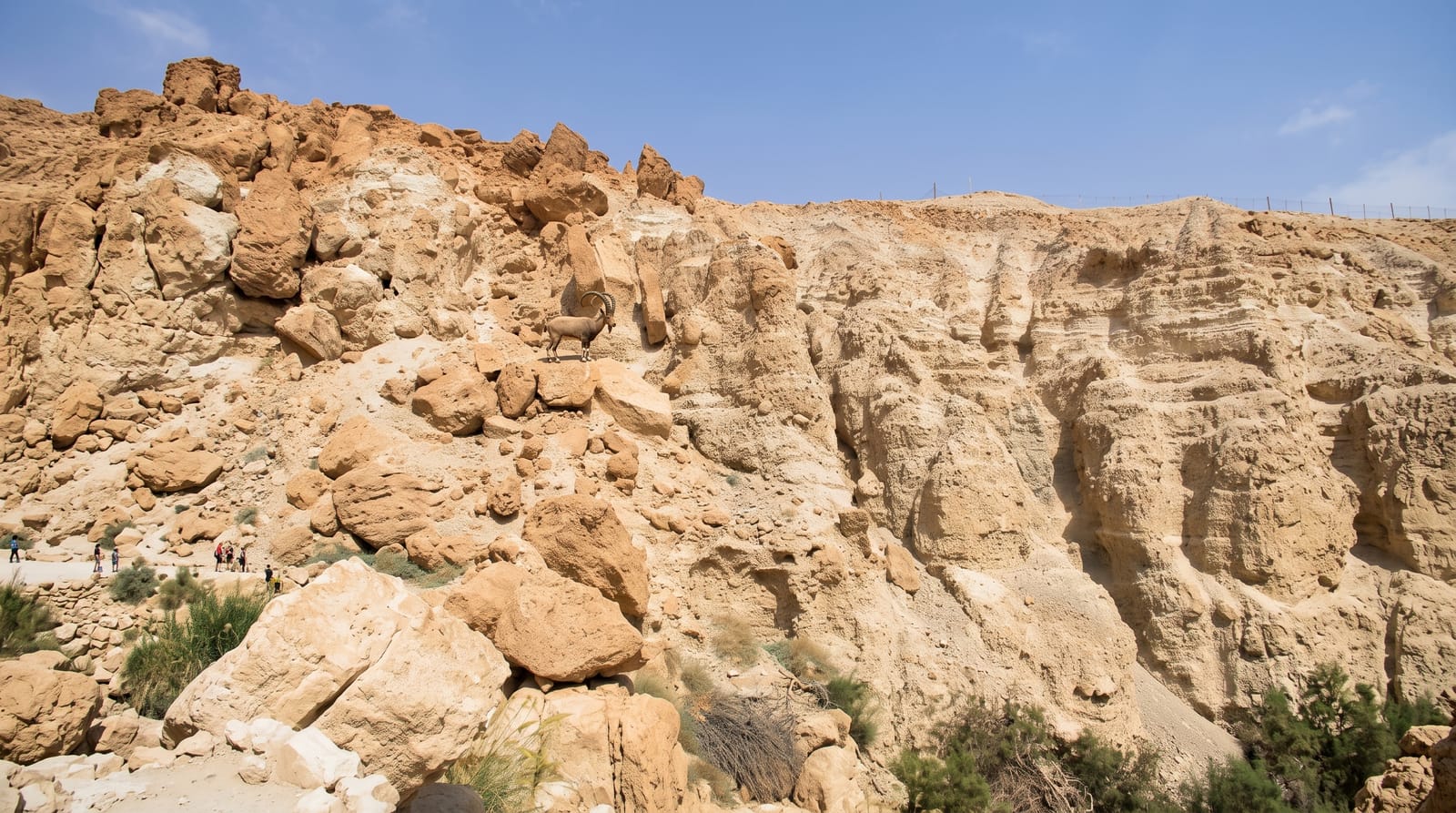 Ein Gedi