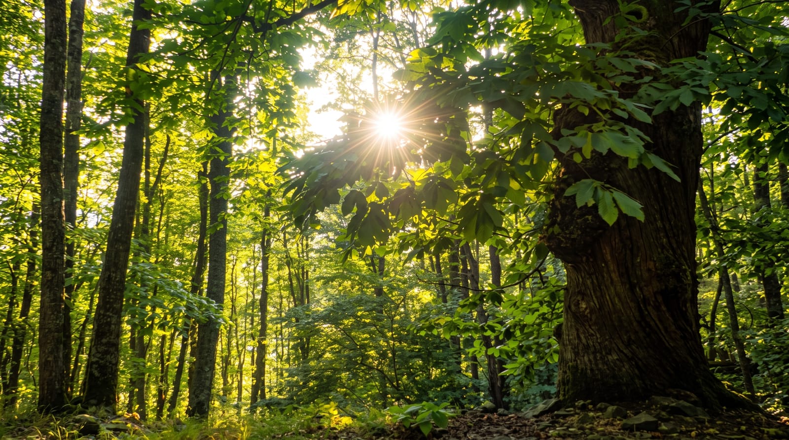 Casentino Forests National Park