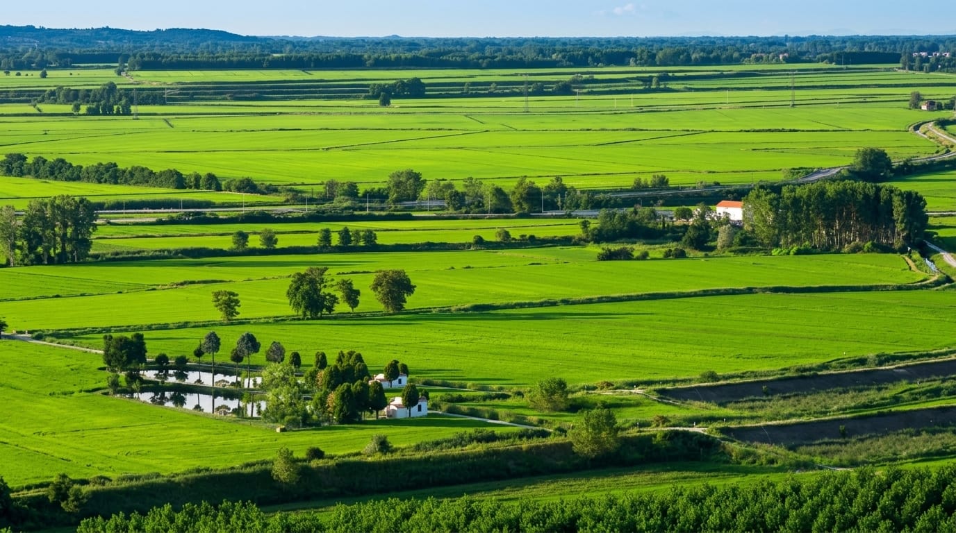 Vercelli Rice Paddies
