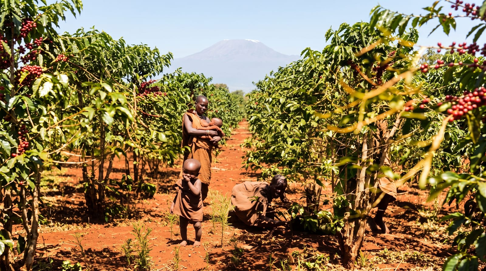 Kenyan Coffee