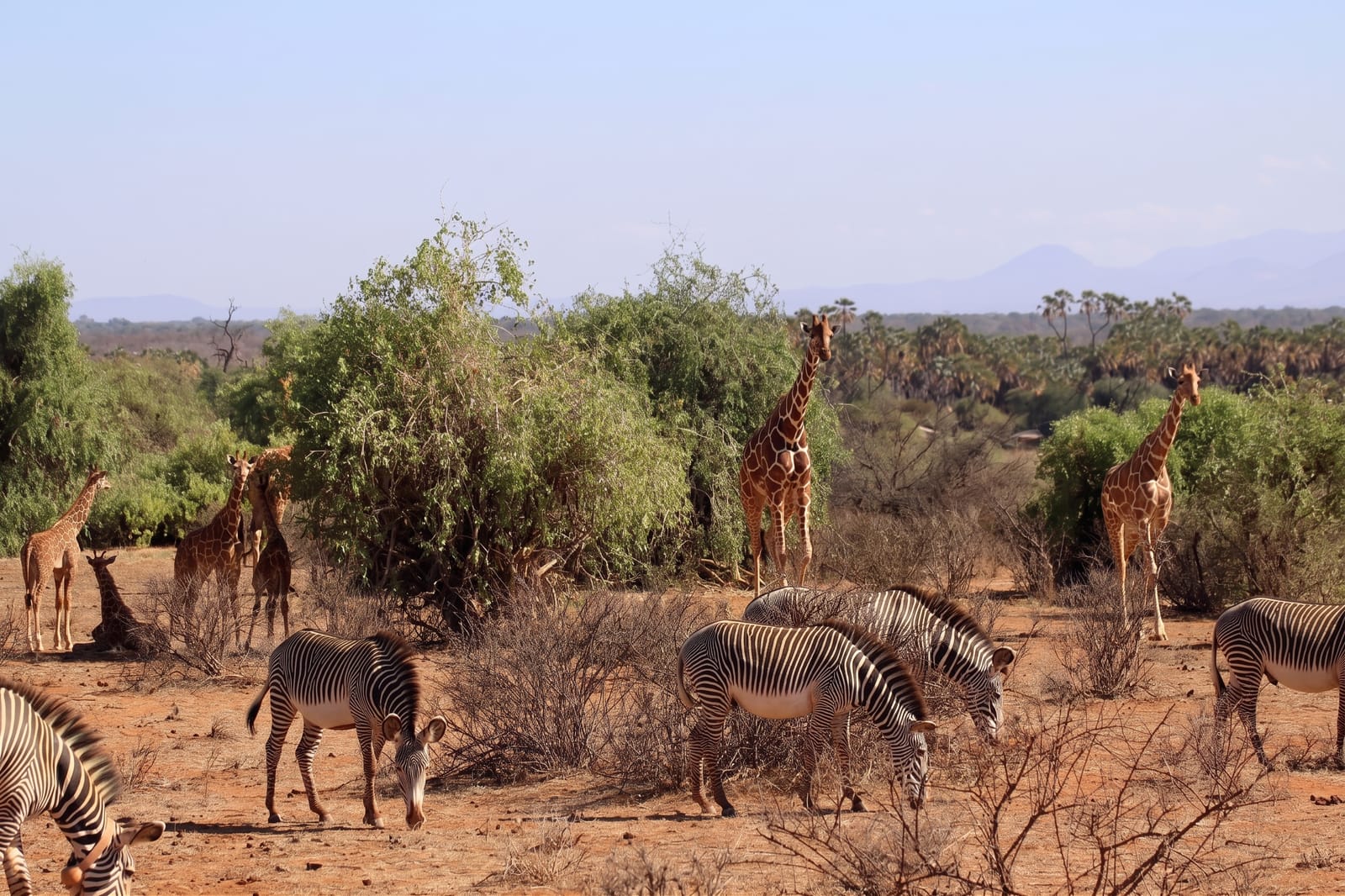 Samburu National Reserve
