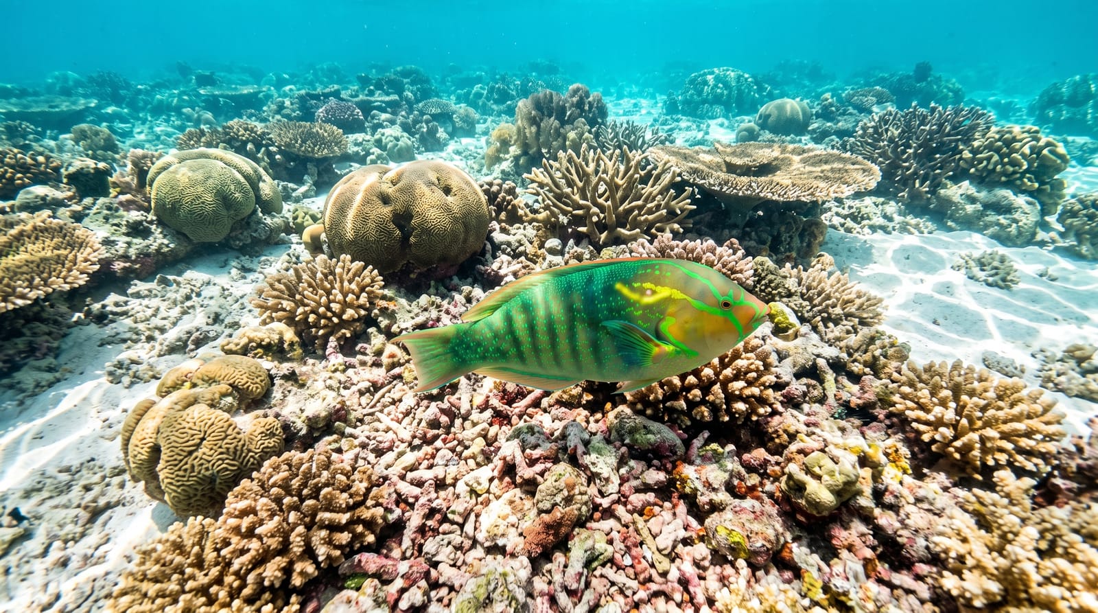Watamu Marine National Park