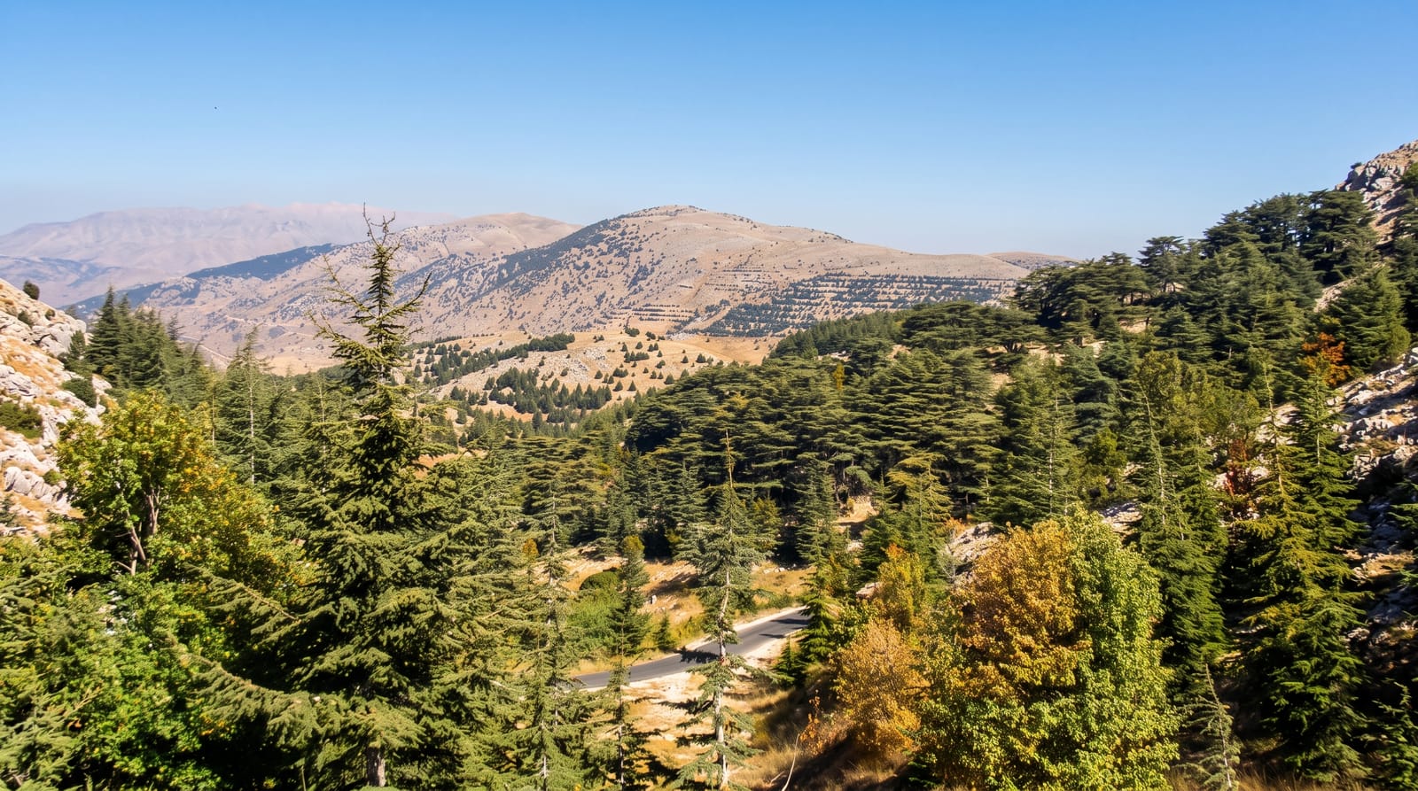 The Chouf Cedar Reserve