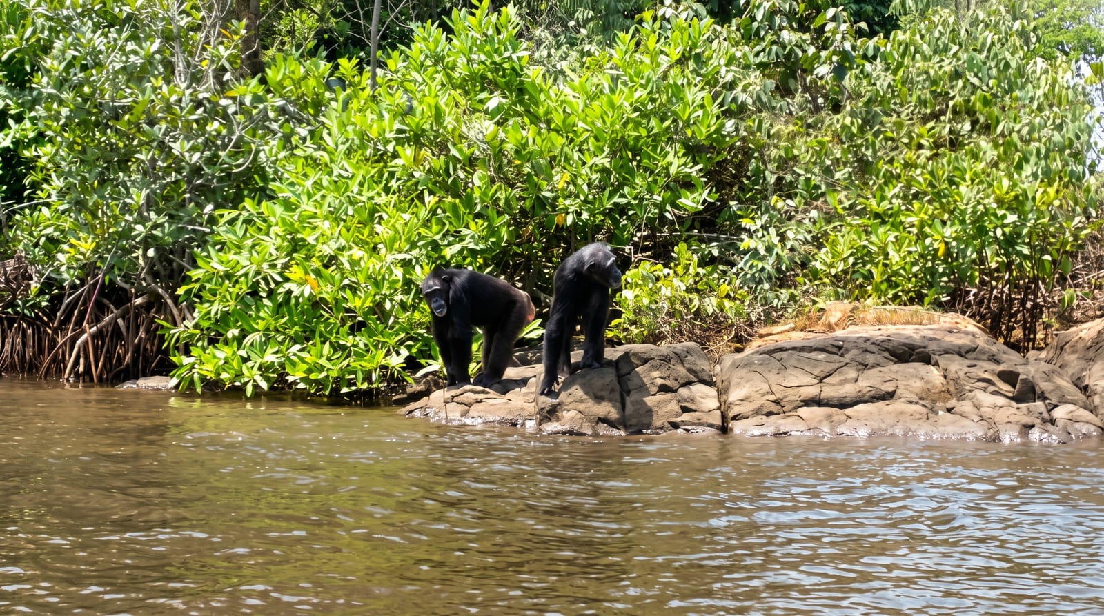Monkey Island
