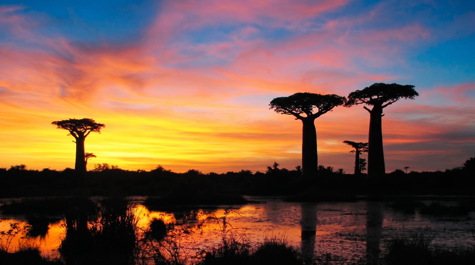 The Avenue of the Baobabs