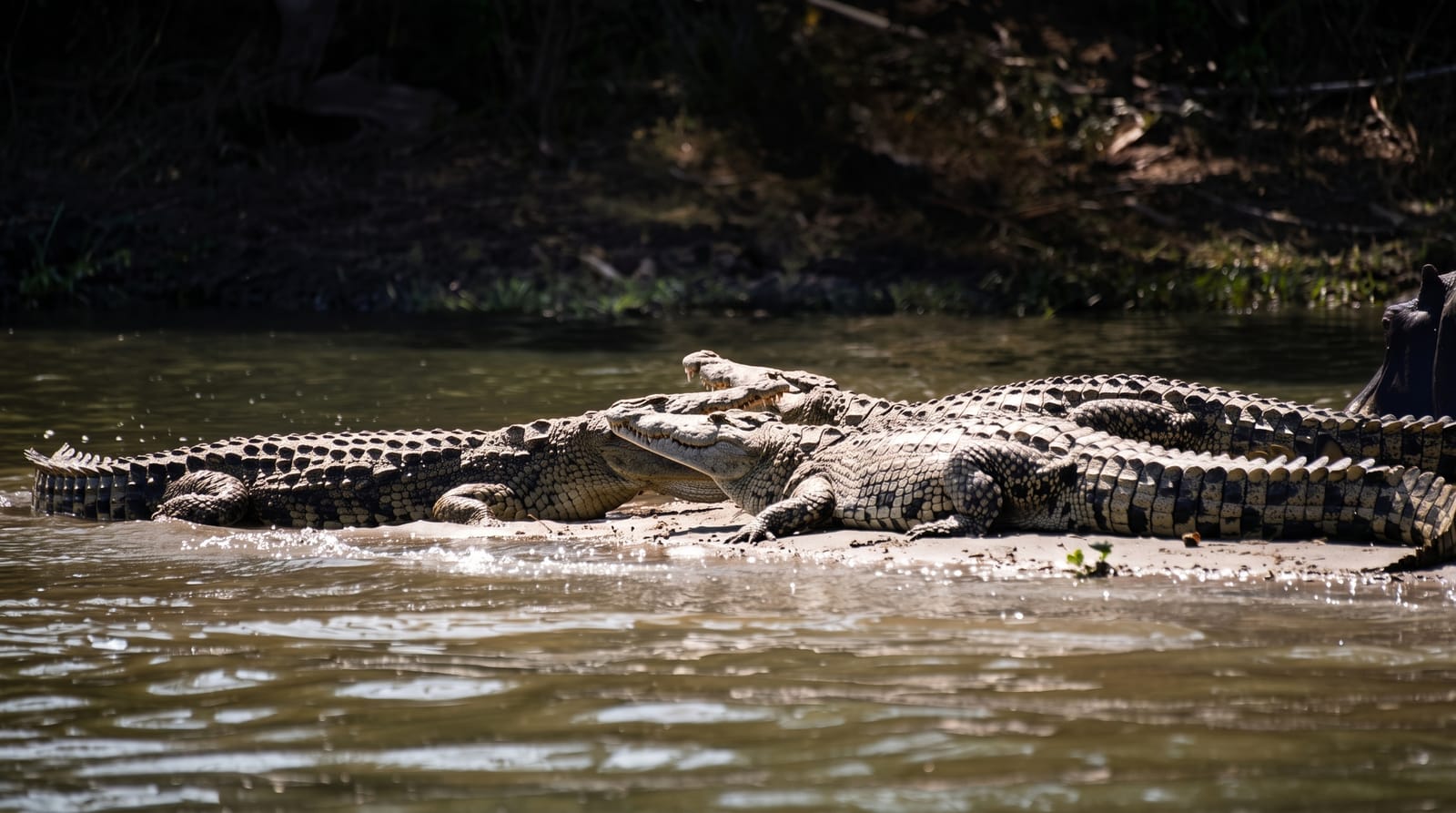 Liwonde National Park