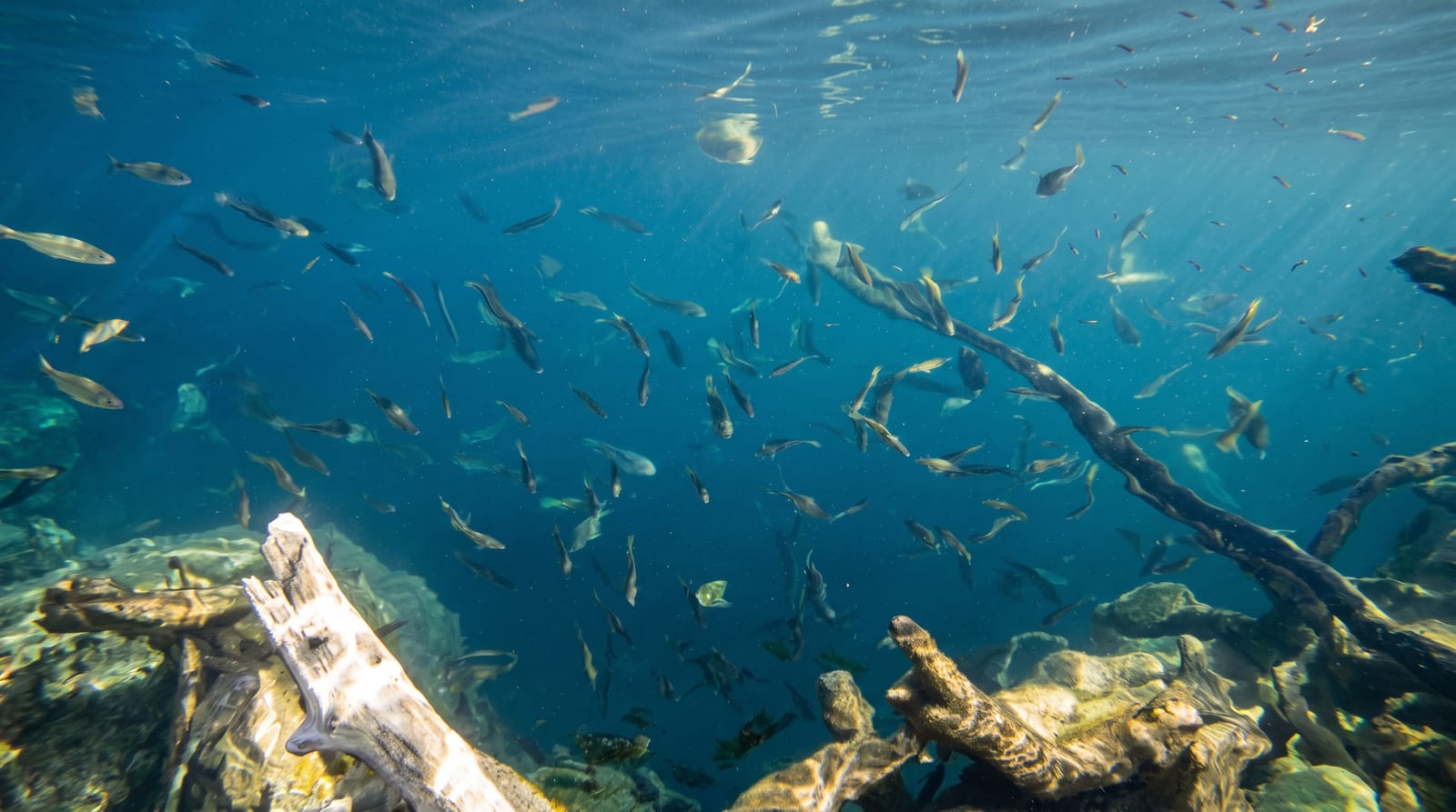 Cenote Azul Bacalar