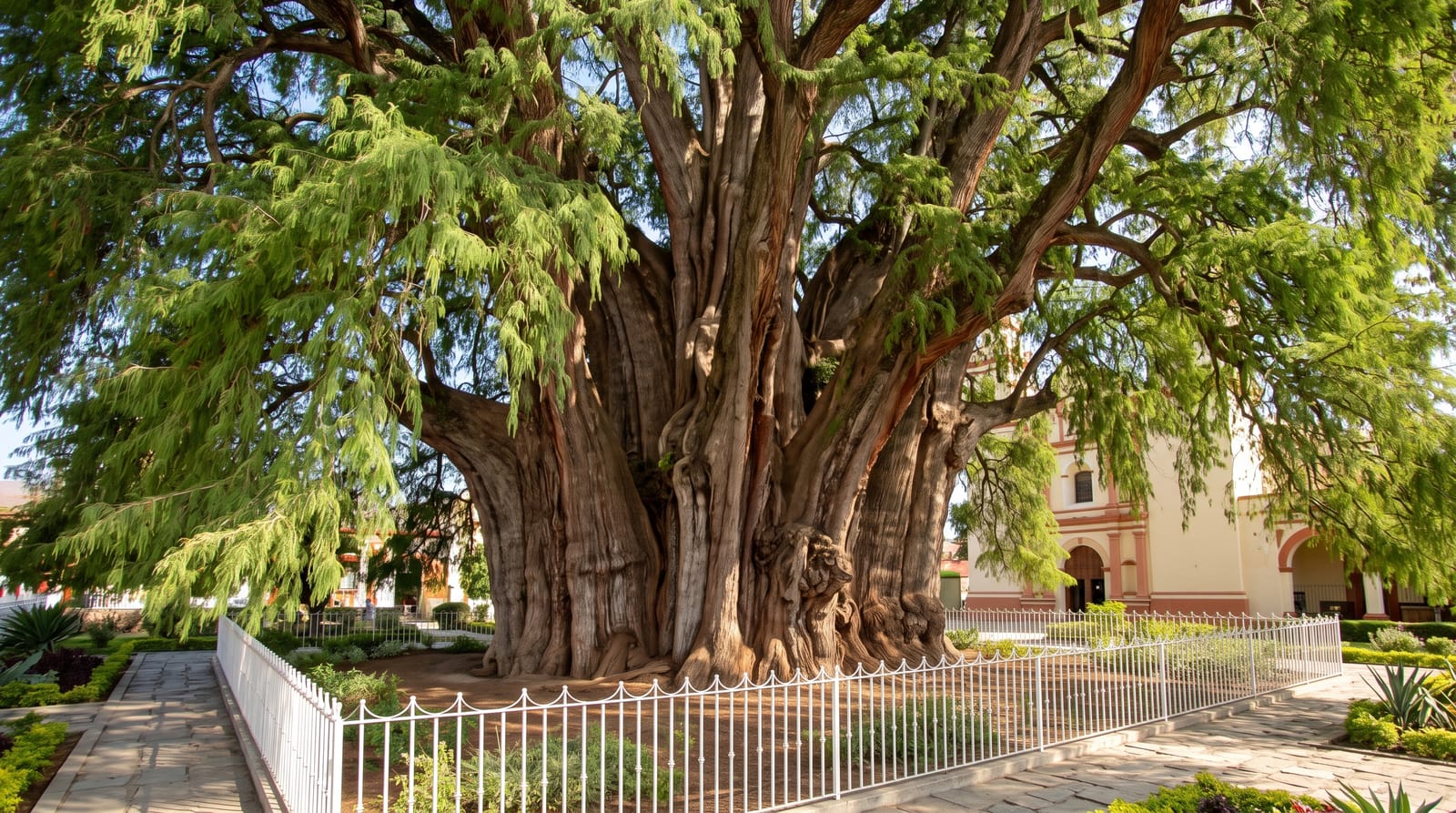 El Arbol del Tule