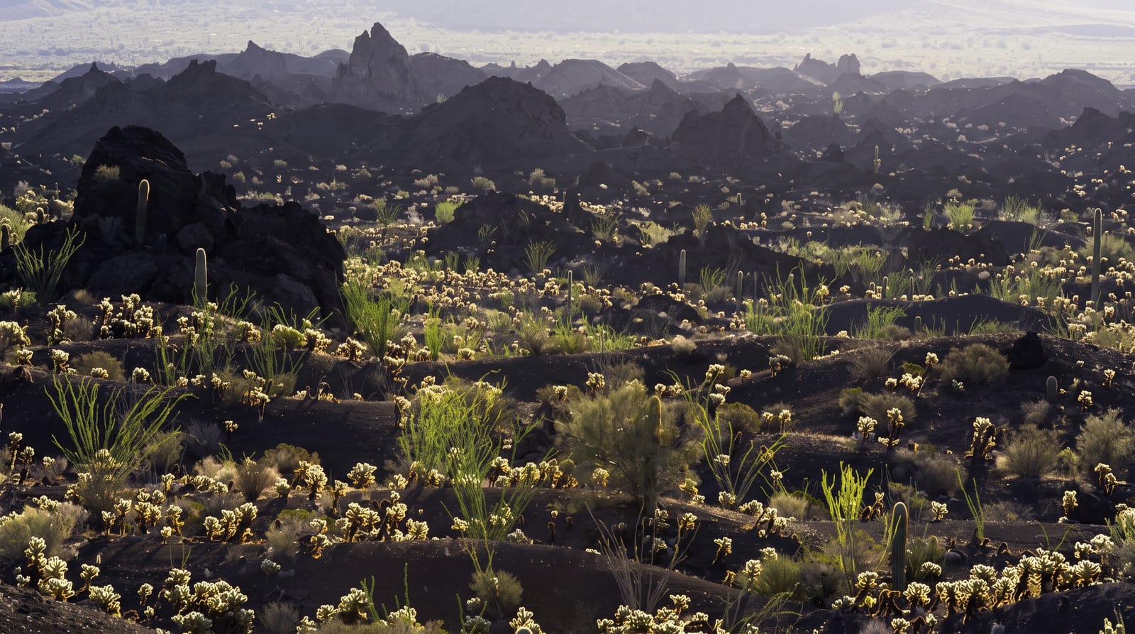 El Pinacate