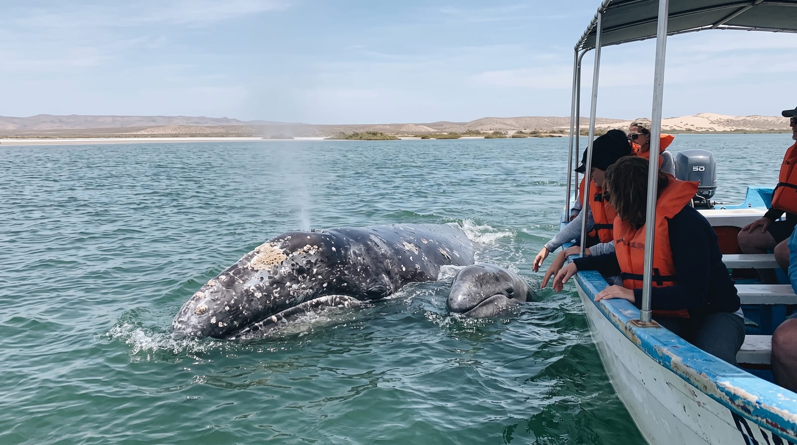 Magdalena Bay
