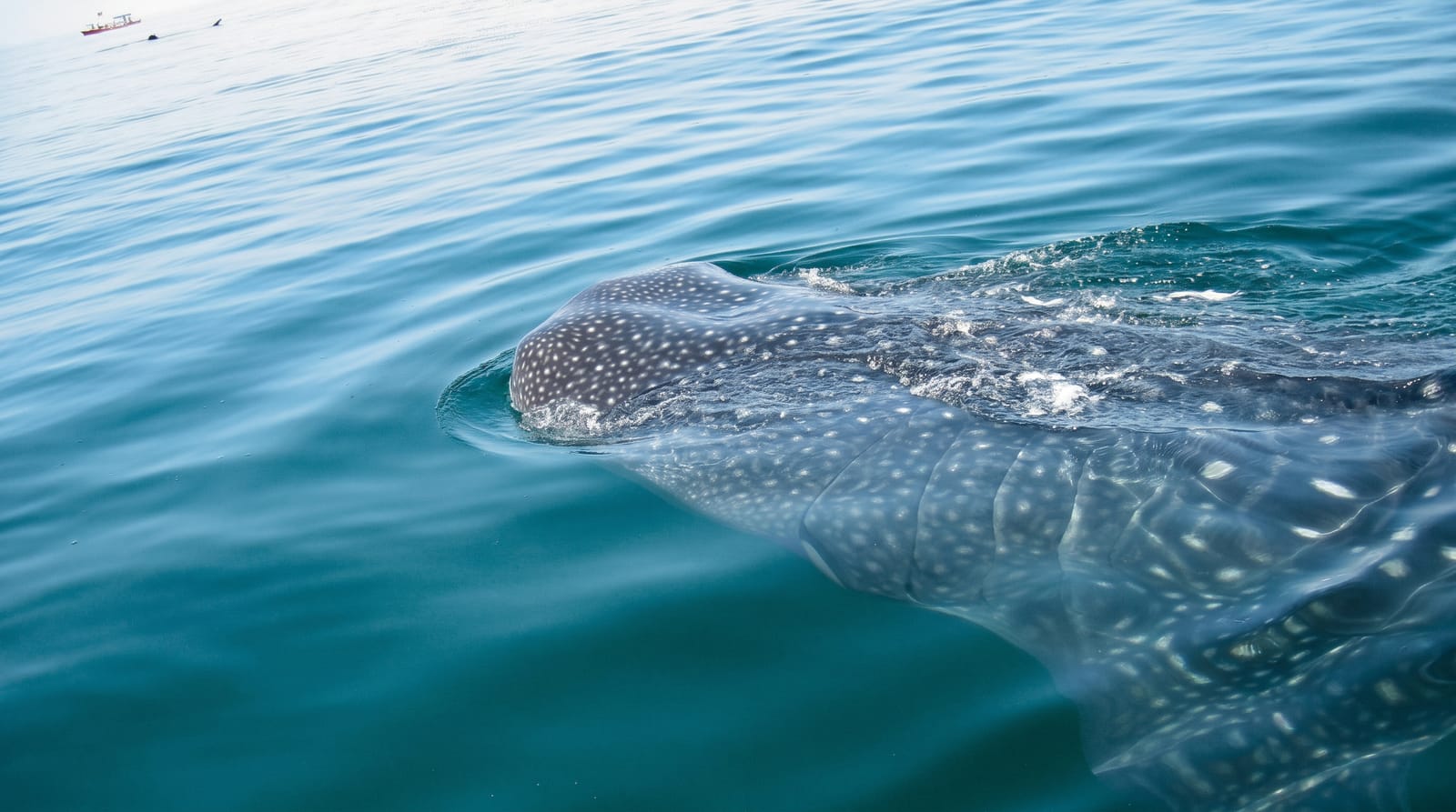 Whale Sharks of Holbox