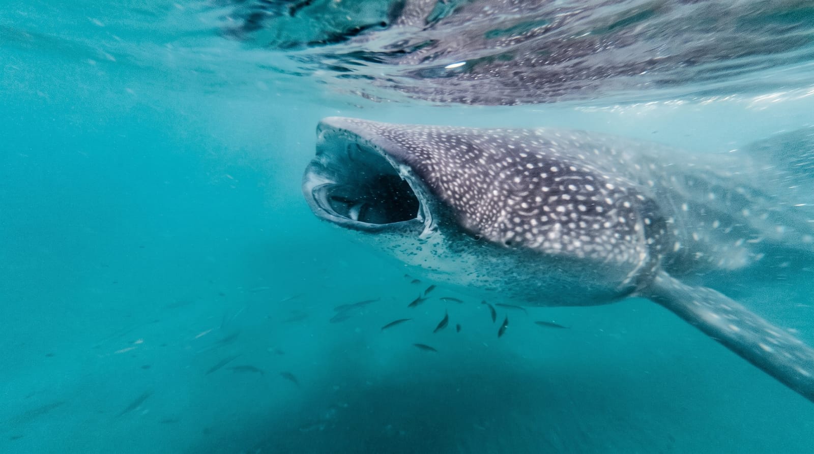 Whale Sharks of La Paz