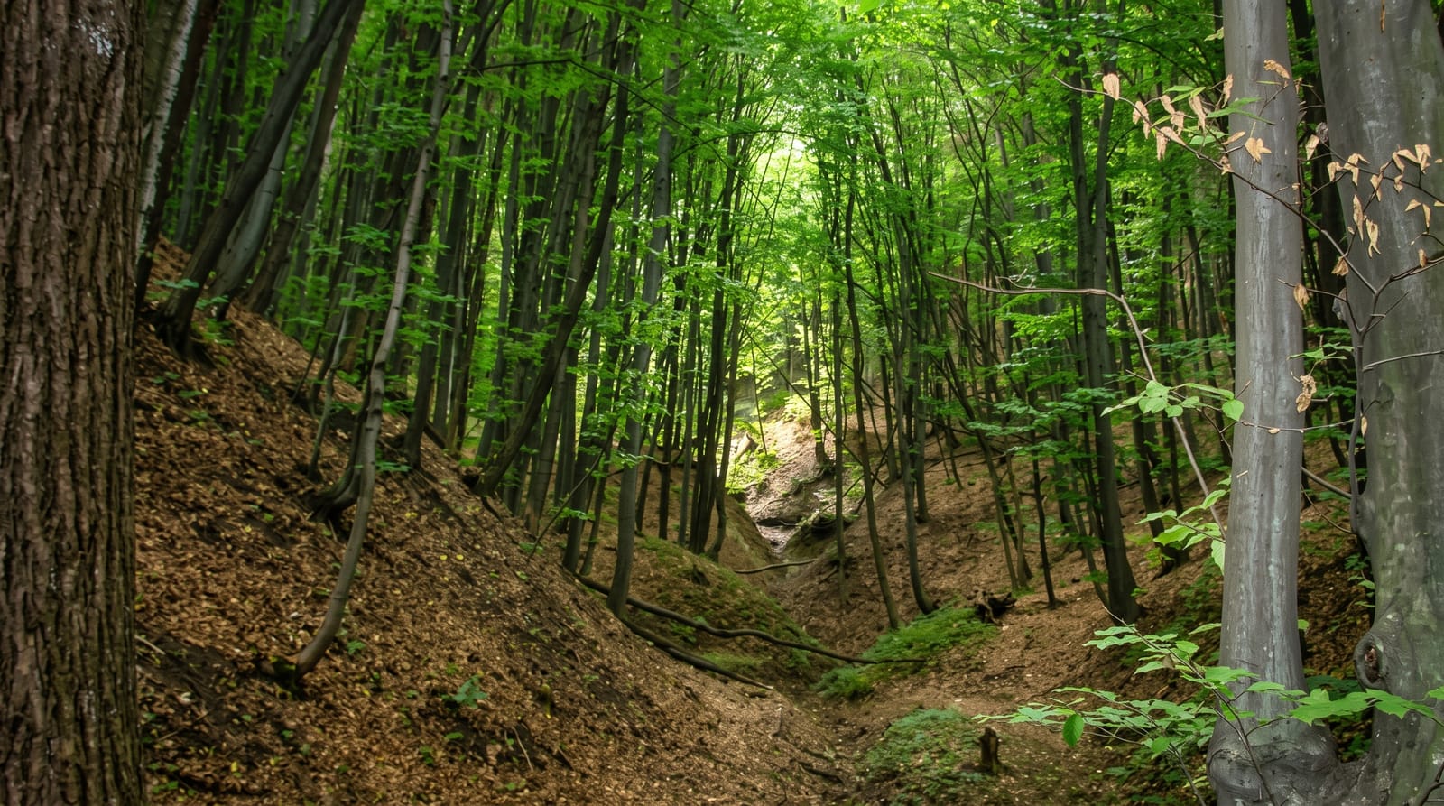 The Codru Forests
