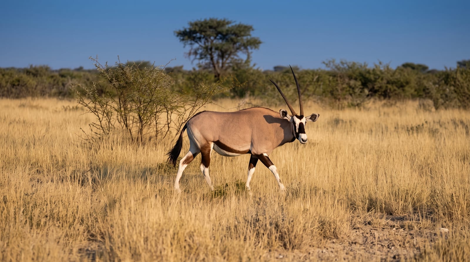 Etosha National Park