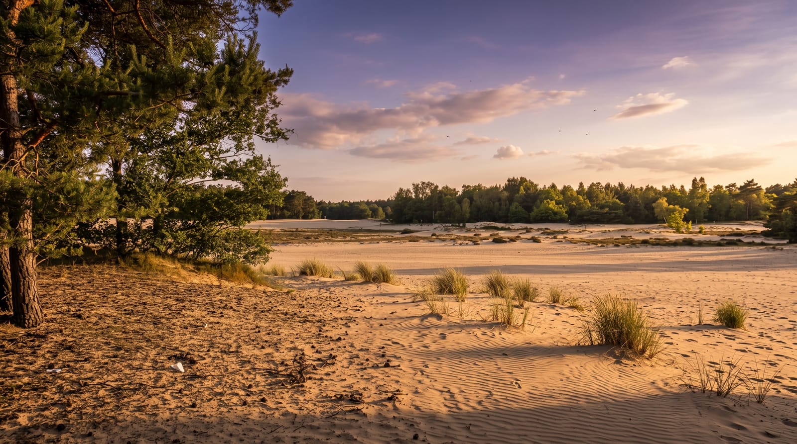 Loonse en Drunense Duinen National Park