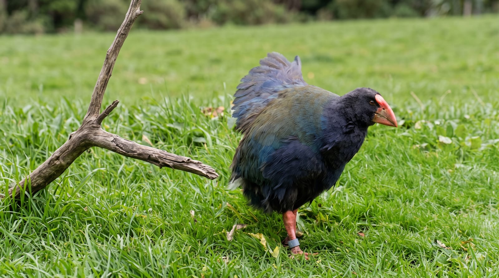 Zealandia Ecosanctuary