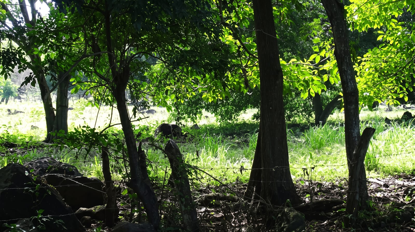 Ometepe Island