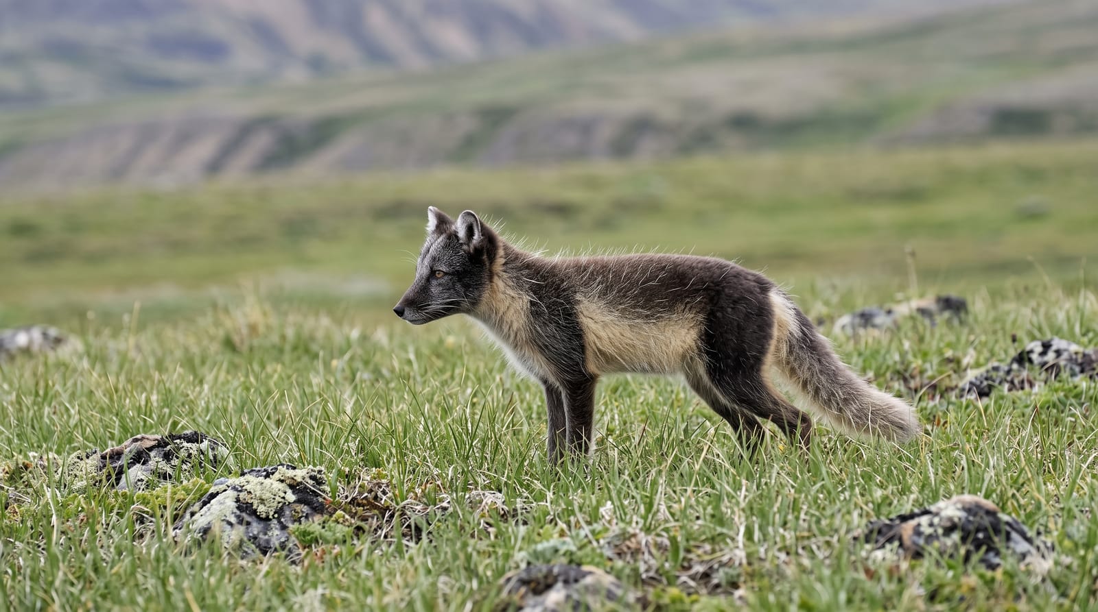 Borgefjell National Park