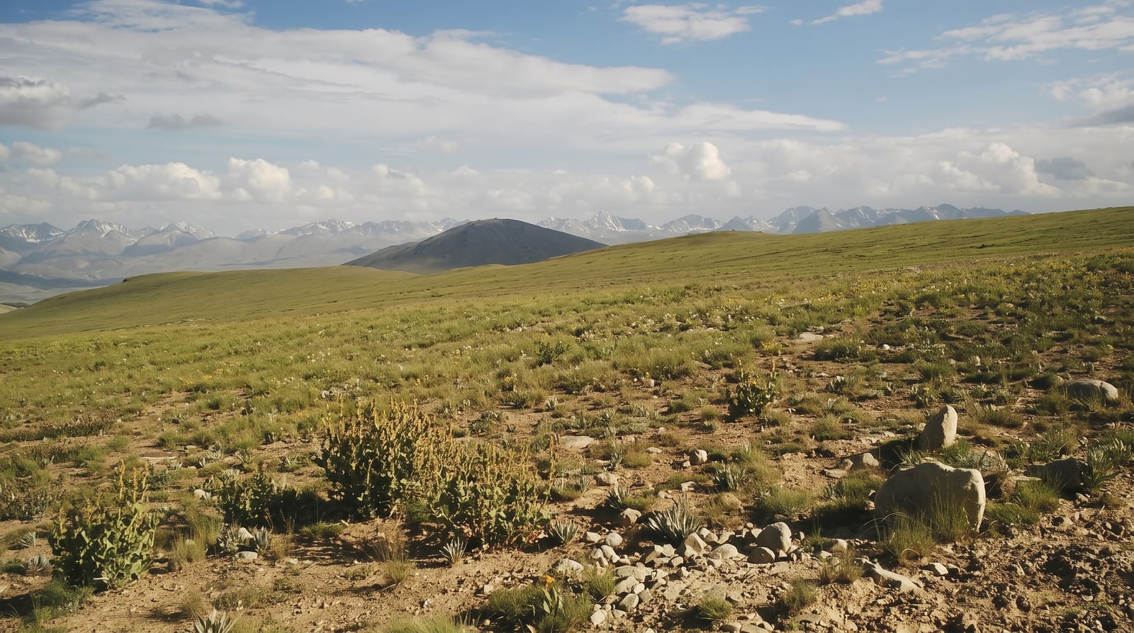 Deosai National Park