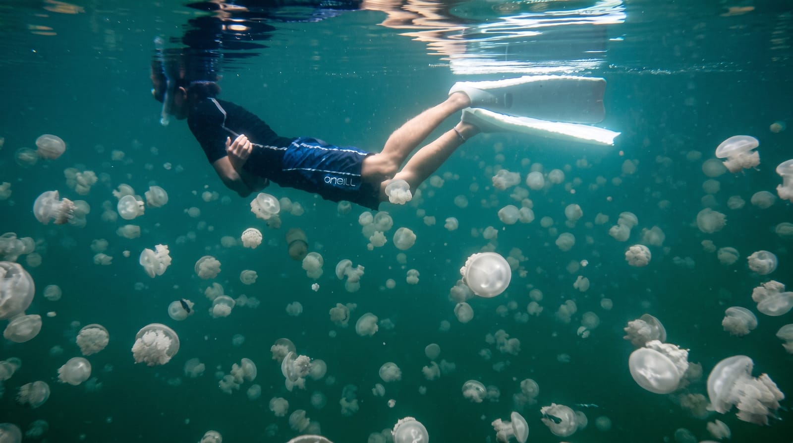 Jellyfish Lake