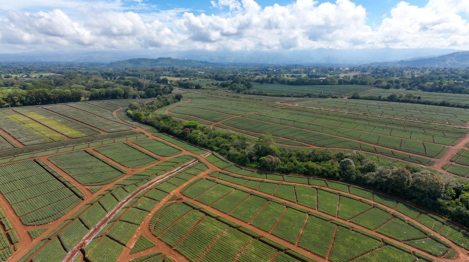 Bukidnon Pineapple Country