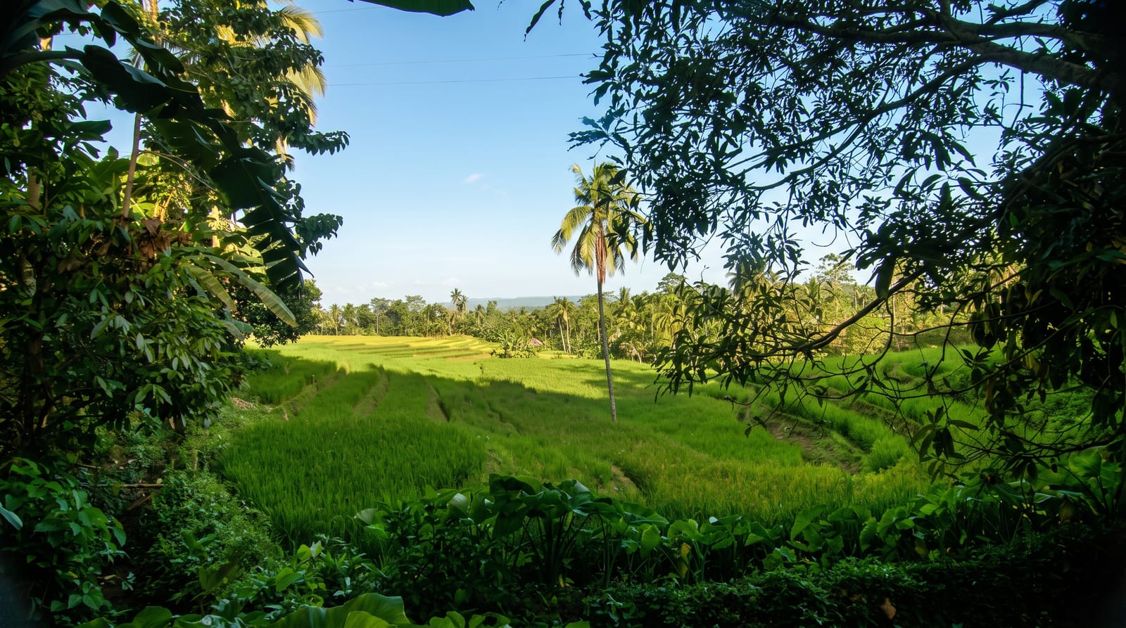 Cadapdapan Rice Terraces