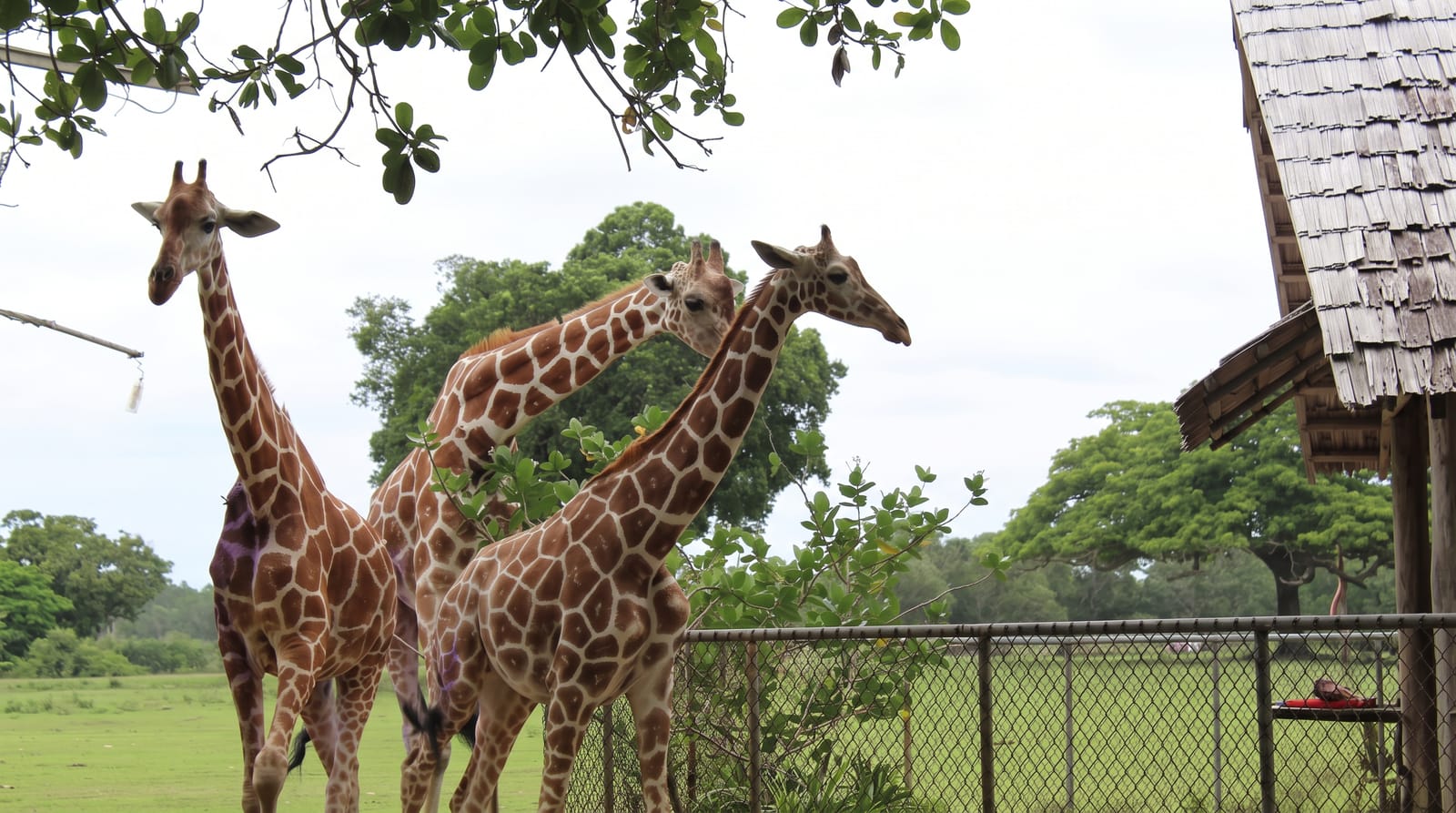 Calauit Safari Park