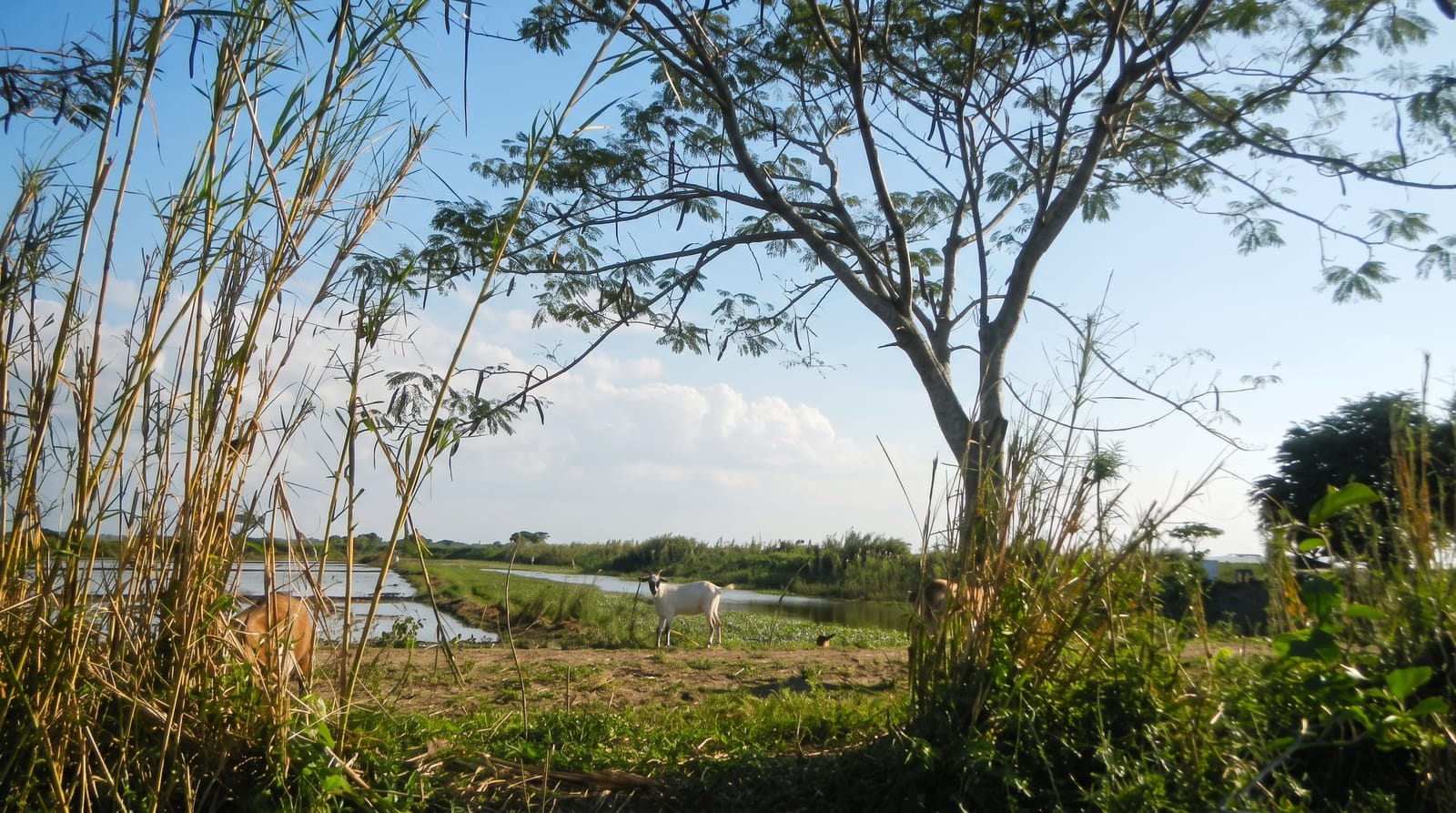 Candaba Wetlands