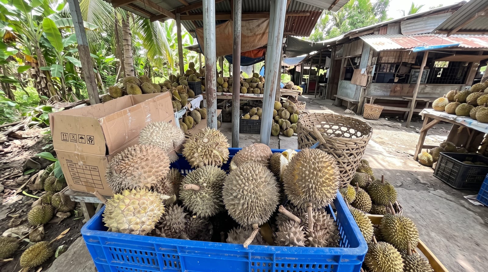 Davao Durian