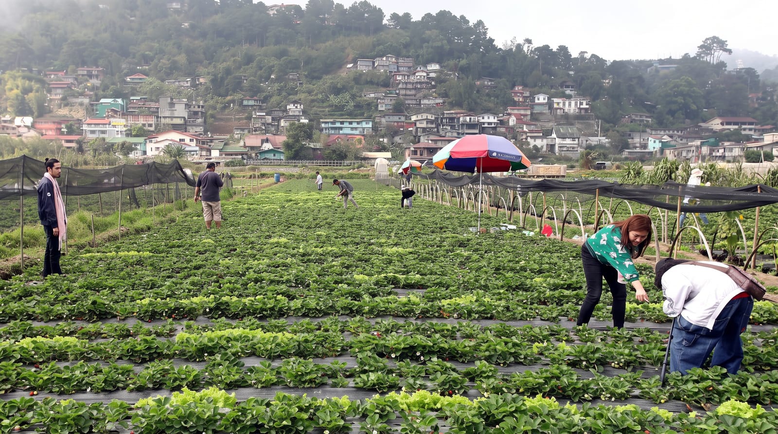 La Trinidad Strawberry Farms