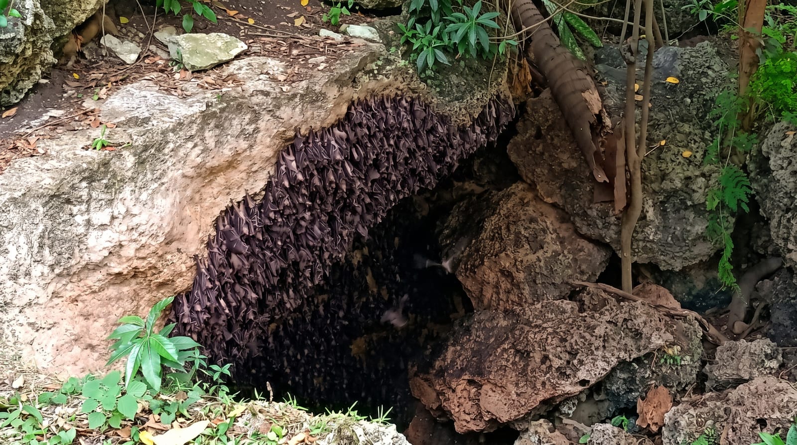 Monfort Bat Sanctuary