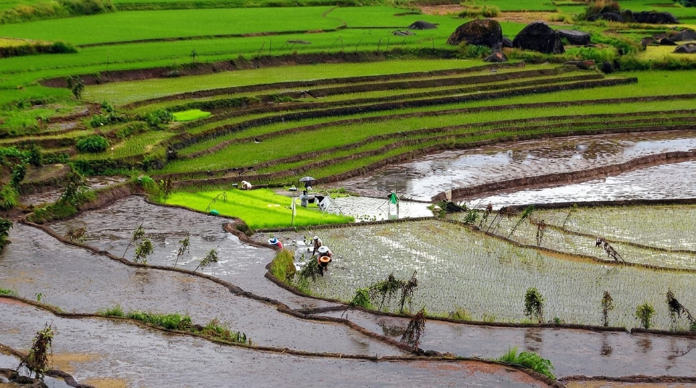 Nagacadan Rice Terraces